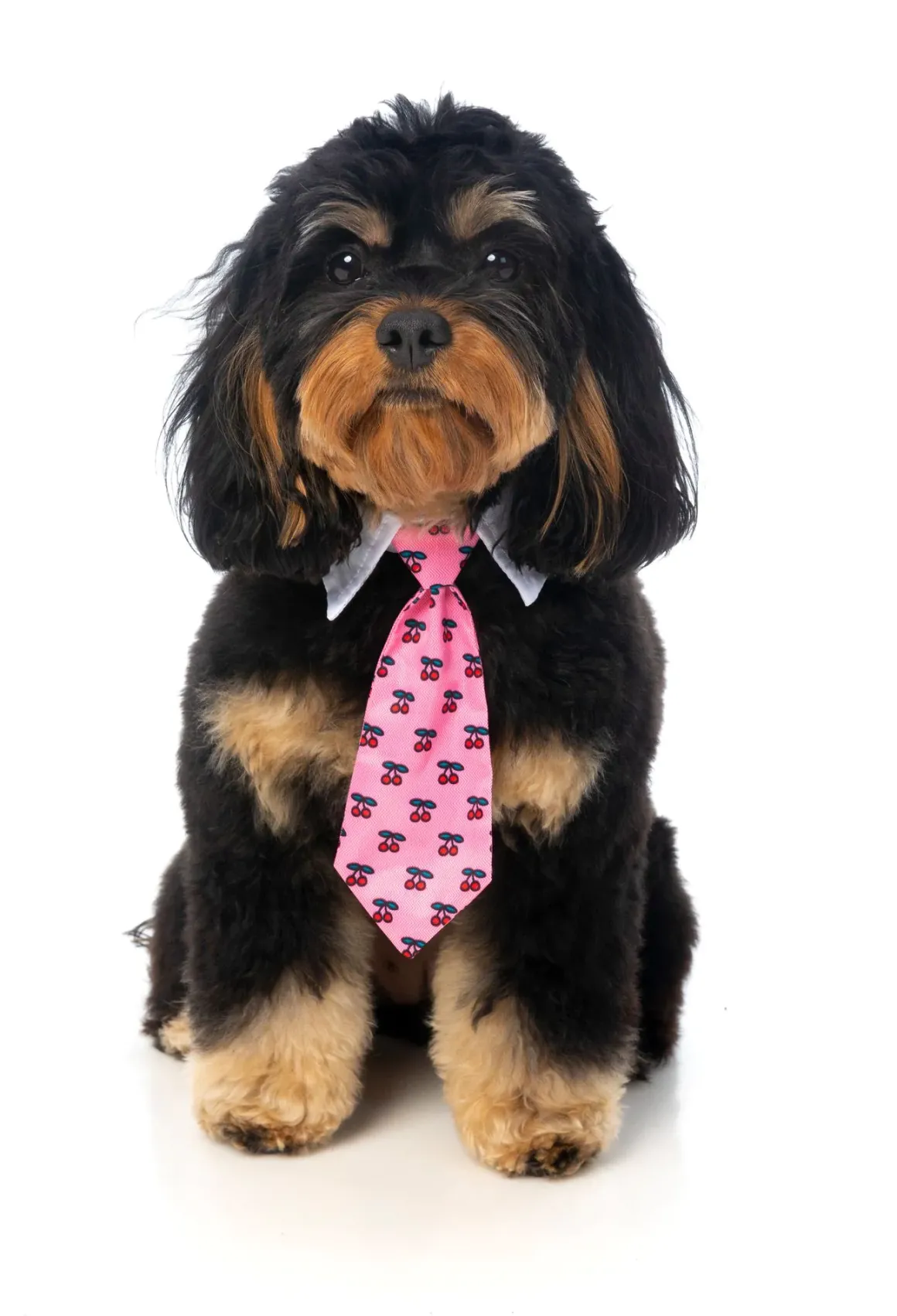 Lady Cherrybomb Necktie