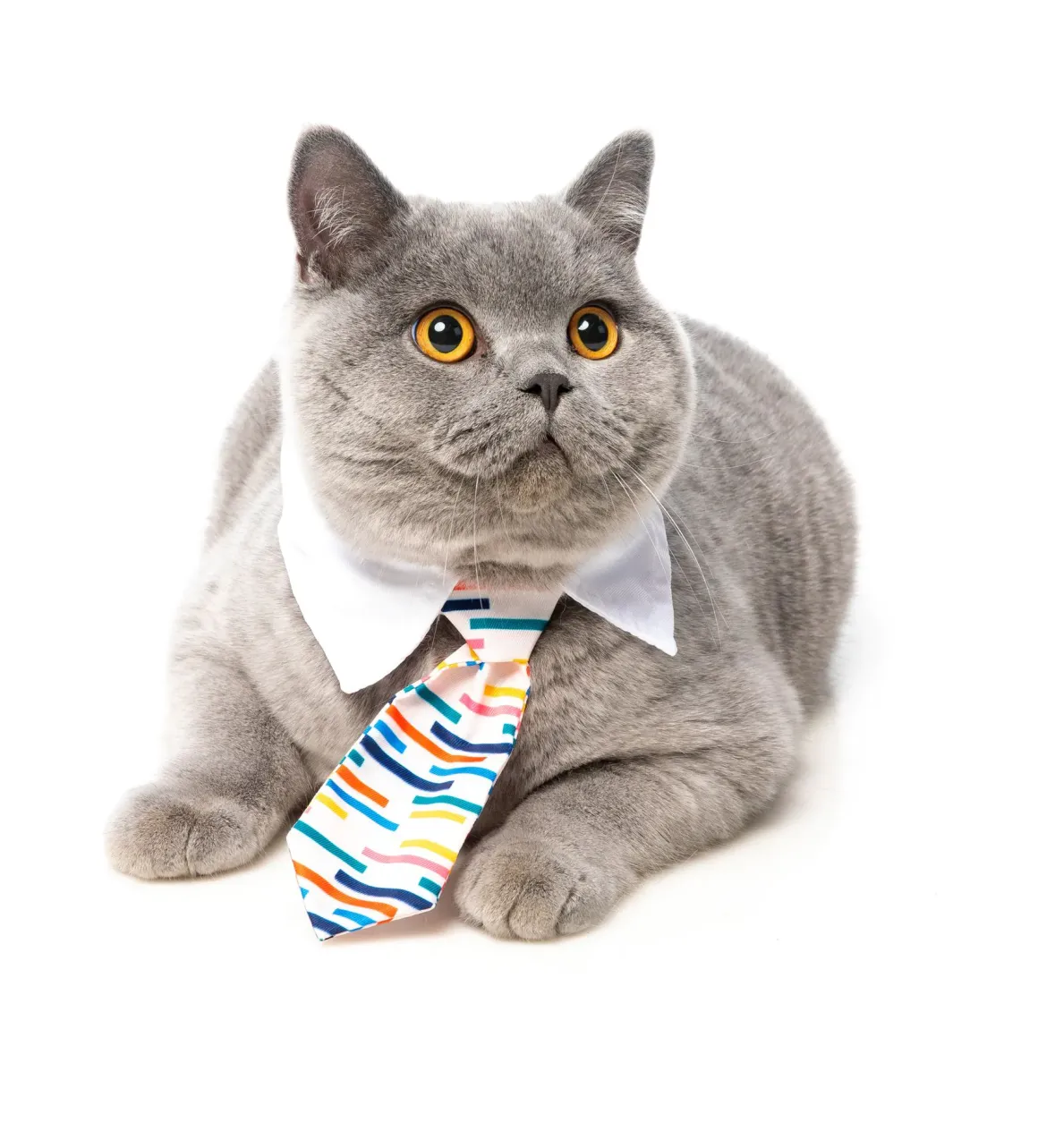 Lord Carnaby Necktie