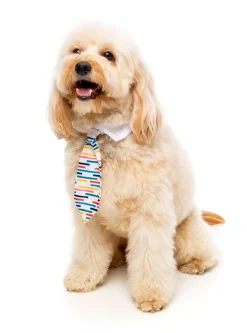 Lord Carnaby Necktie