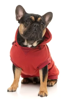 Maroon Street Hoodie