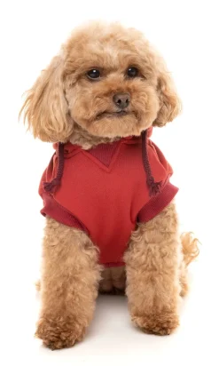 Maroon Street Hoodie