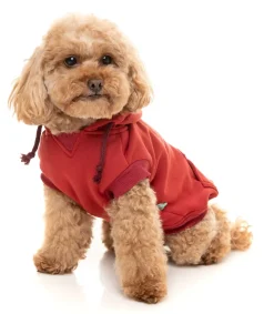 Maroon Street Hoodie