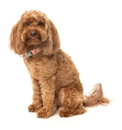 Meat Heads - Dog Collar