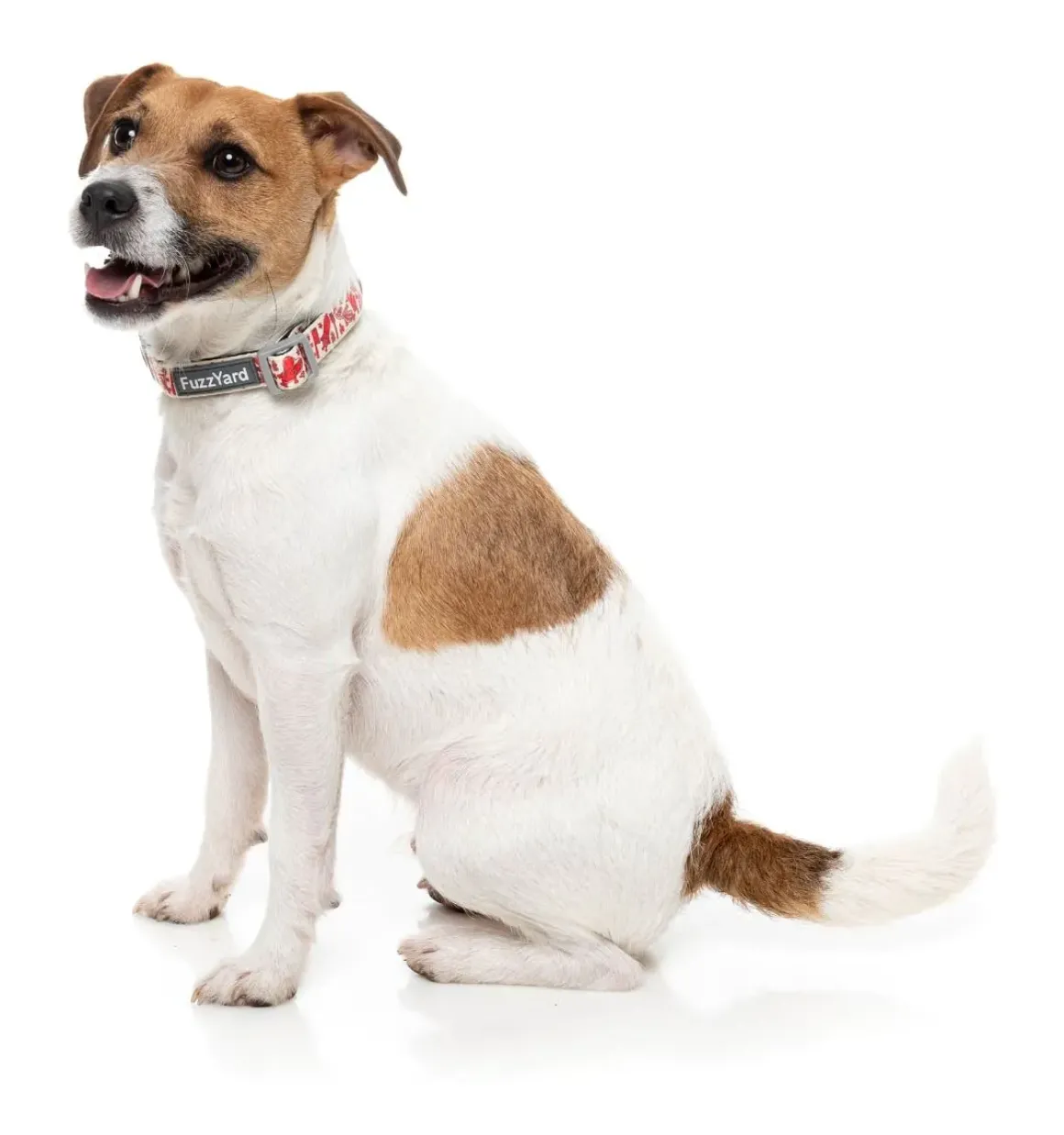 Meat Heads - Dog Collar