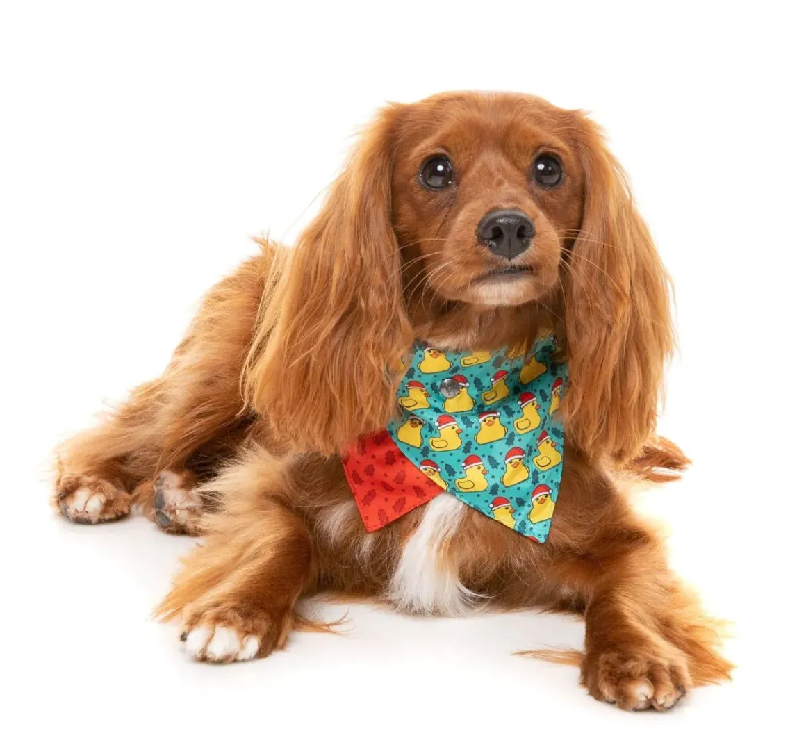 Merry Quackmas - Dog 2 Pack