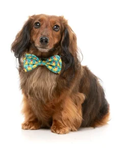 Merry Quackmas - Dog 2 Pack