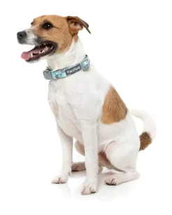 Mint Fizz - Dog Collar