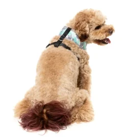 Mint Fizz - Dog Harness