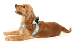 Mint Fizz - Dog Step In Harness