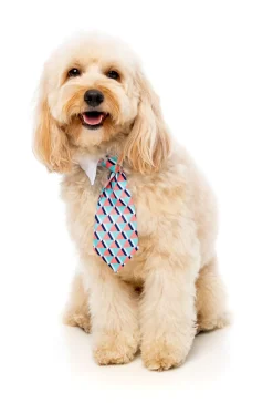 Monsieur Guava Necktie