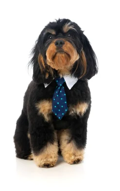 Mr. Carrington Necktie