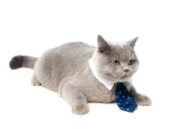 Mr. Carrington Necktie