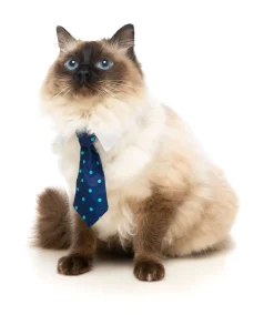 Mr. Carrington Necktie