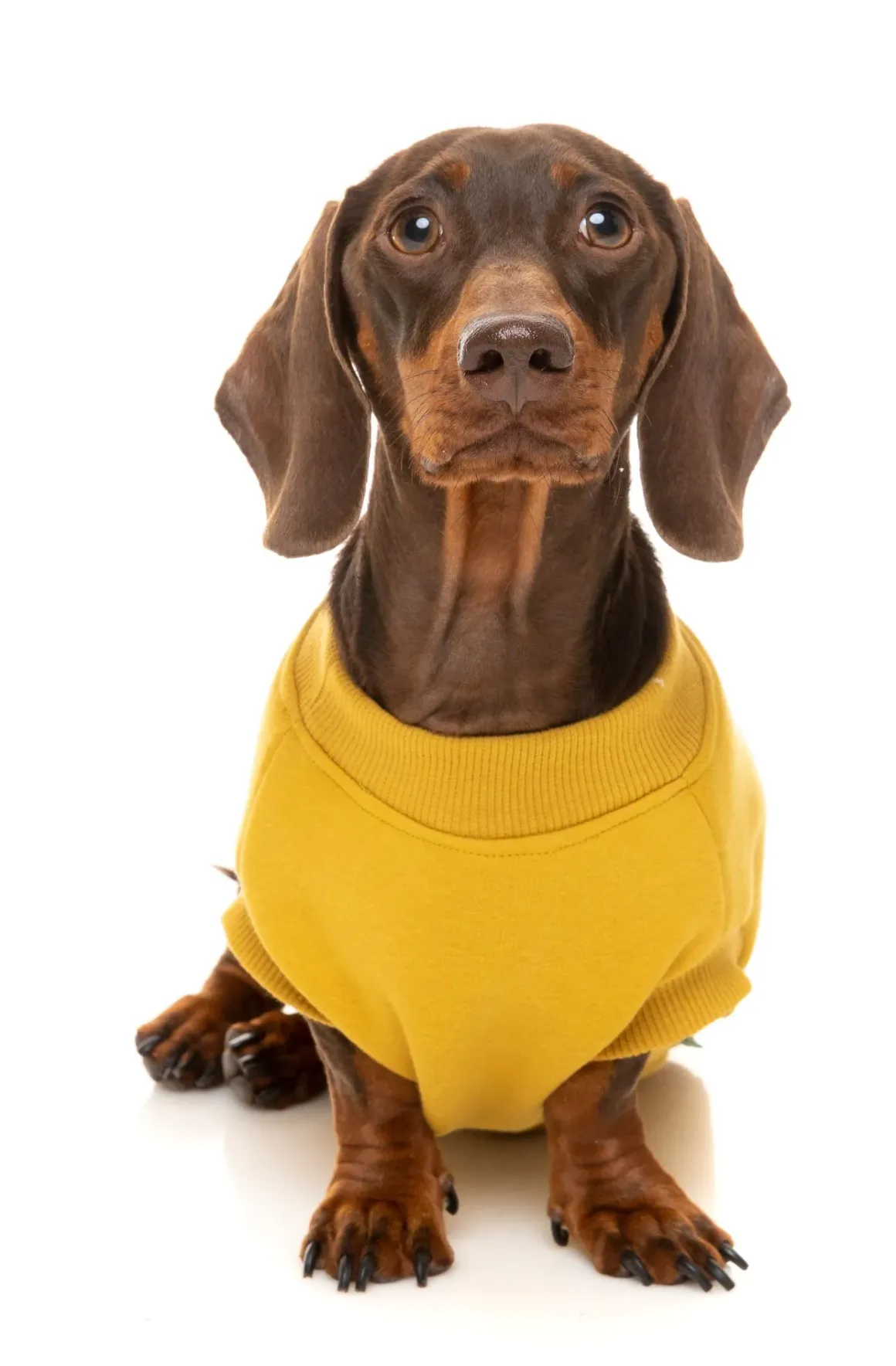 Mustard Street Sweater