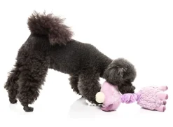 Neck Minnits - Neckita The Llama