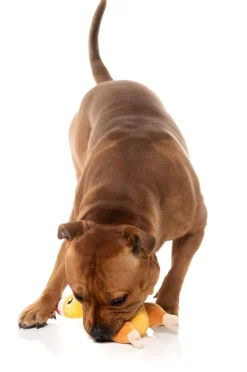 Never Skip Leg Day Chook - Dog Toy