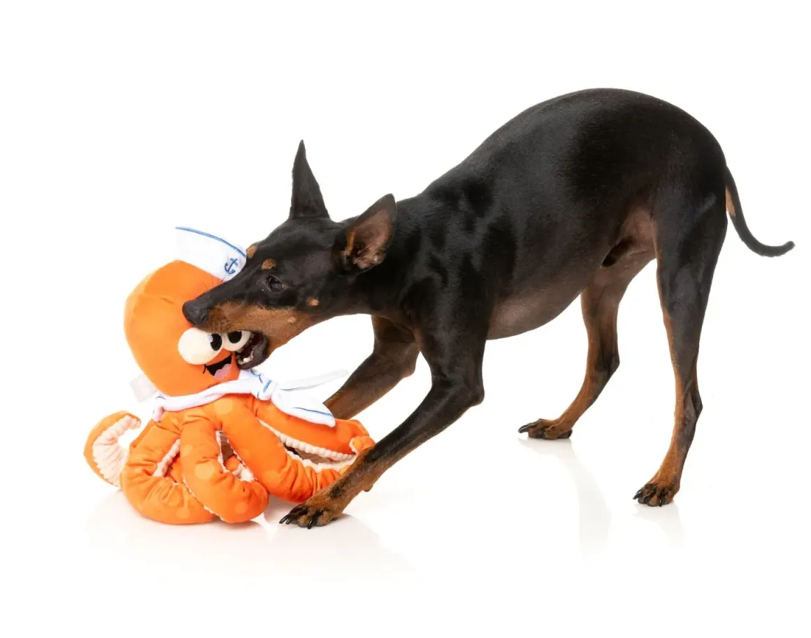 Octo-Posse Dog Toy - Sailor Squiggles