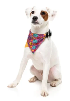 Oh My Gourd! - Dog 2 Pack