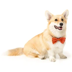 Orange Safari Pet Bowtie