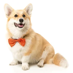 Orange Safari Pet Bowtie