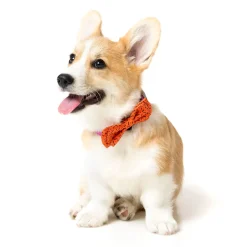 Orange Safari Pet Bowtie