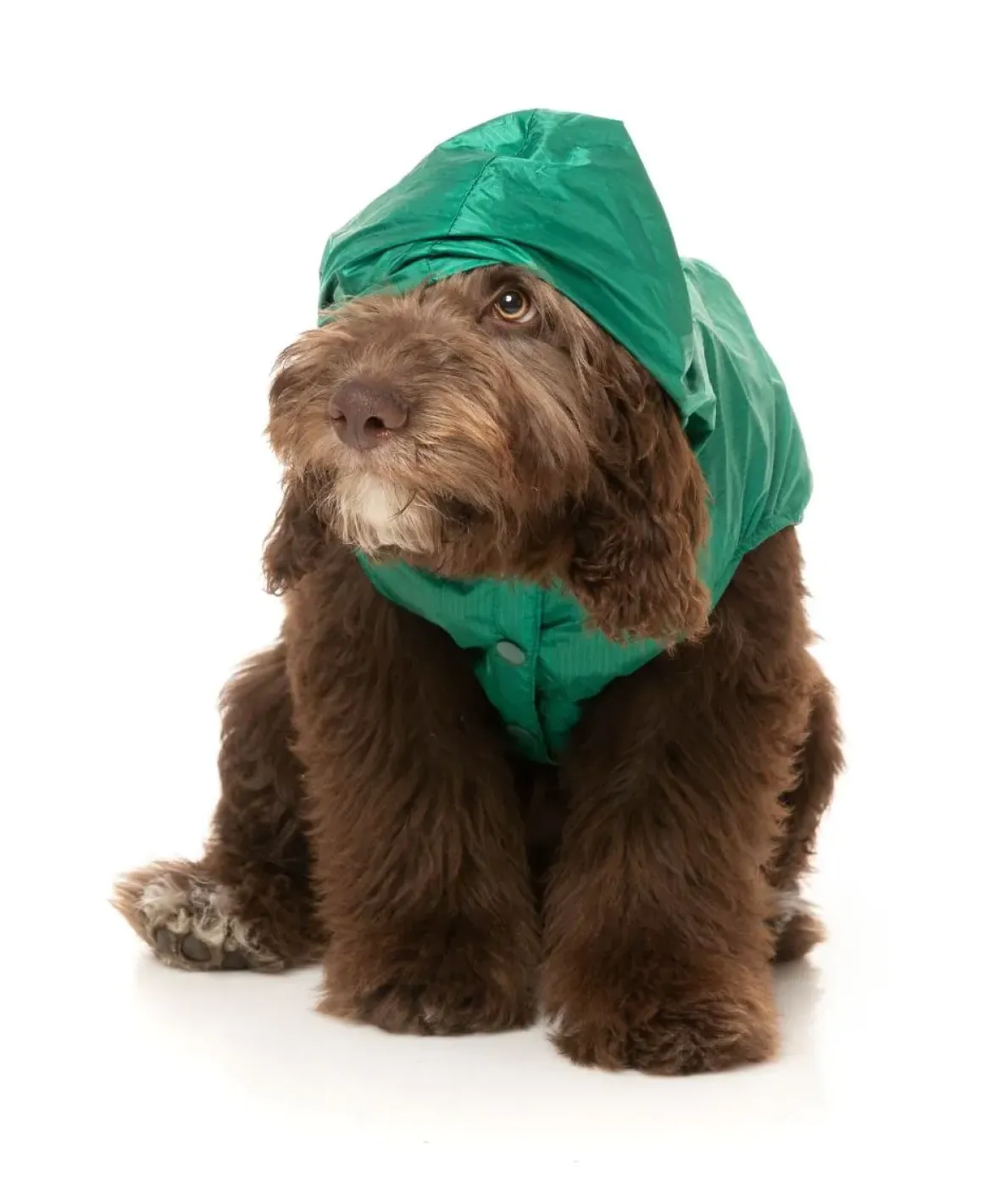 Ormond Raincoat - Green/Beige