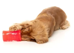 Pina Coolada Freeze - Interactive Chew Toy