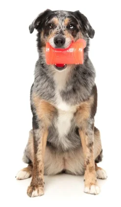 Pina Coolada Freeze - Interactive Chew Toy