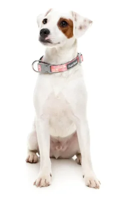 Pink Lemonade - Dog Collar