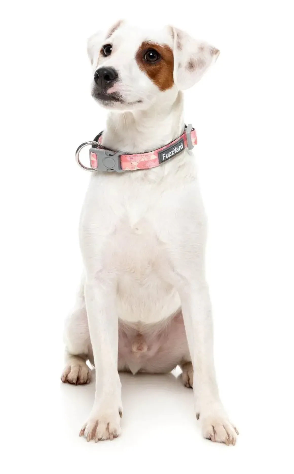 Pink Lemonade - Dog Collar