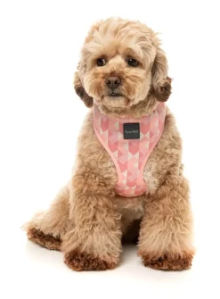 Pink Lemonade - Dog Harness