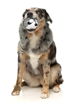 Run Along Raccoon - The Yeetz - Dog Toy