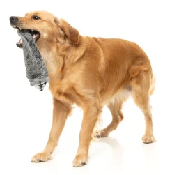 Run Along Raccoon - The Yeetz - Dog Toy