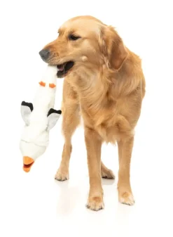 See-ya Seagull - The Yeetz - Dog Toy