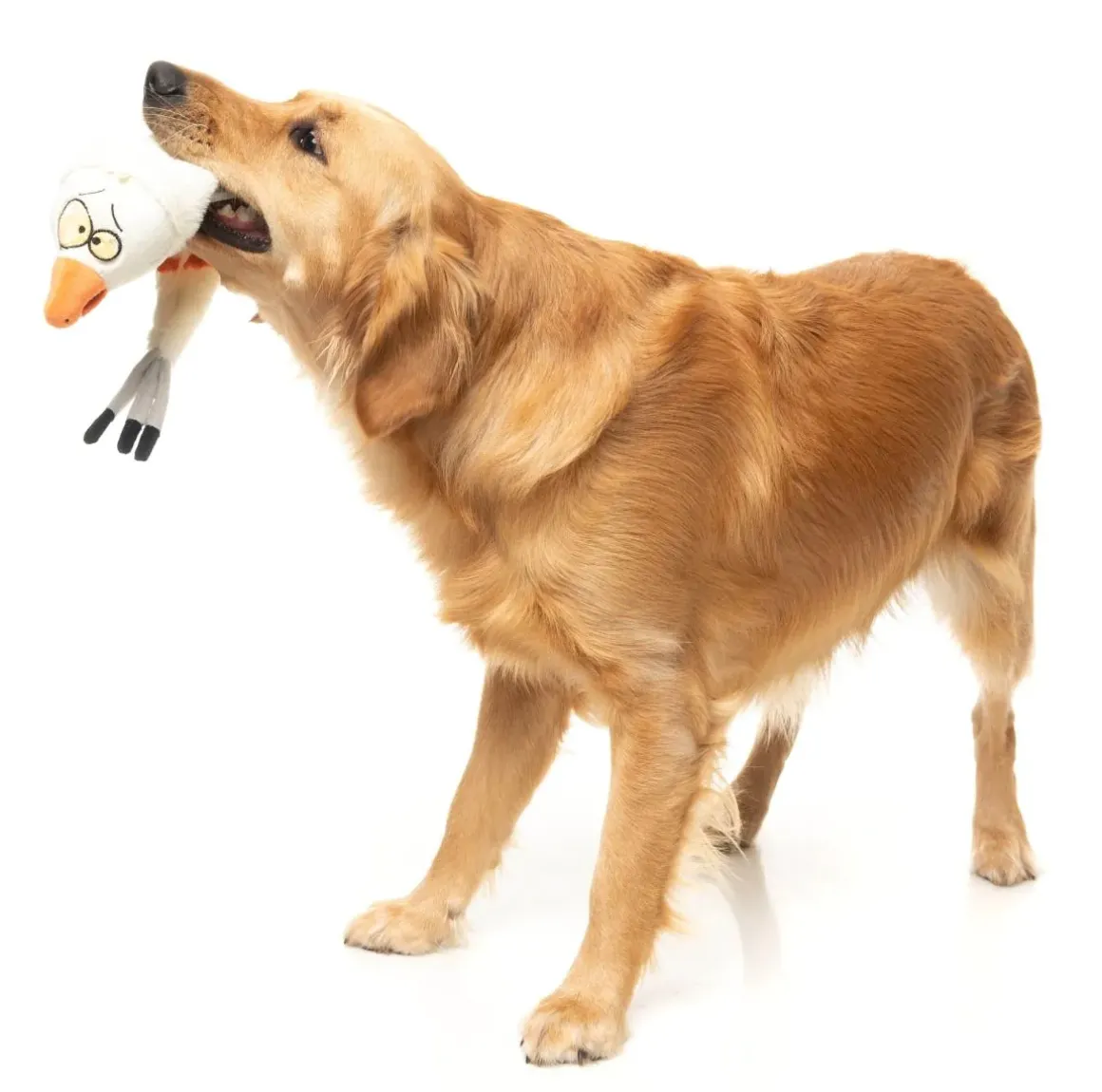 See-ya Seagull - The Yeetz - Dog Toy
