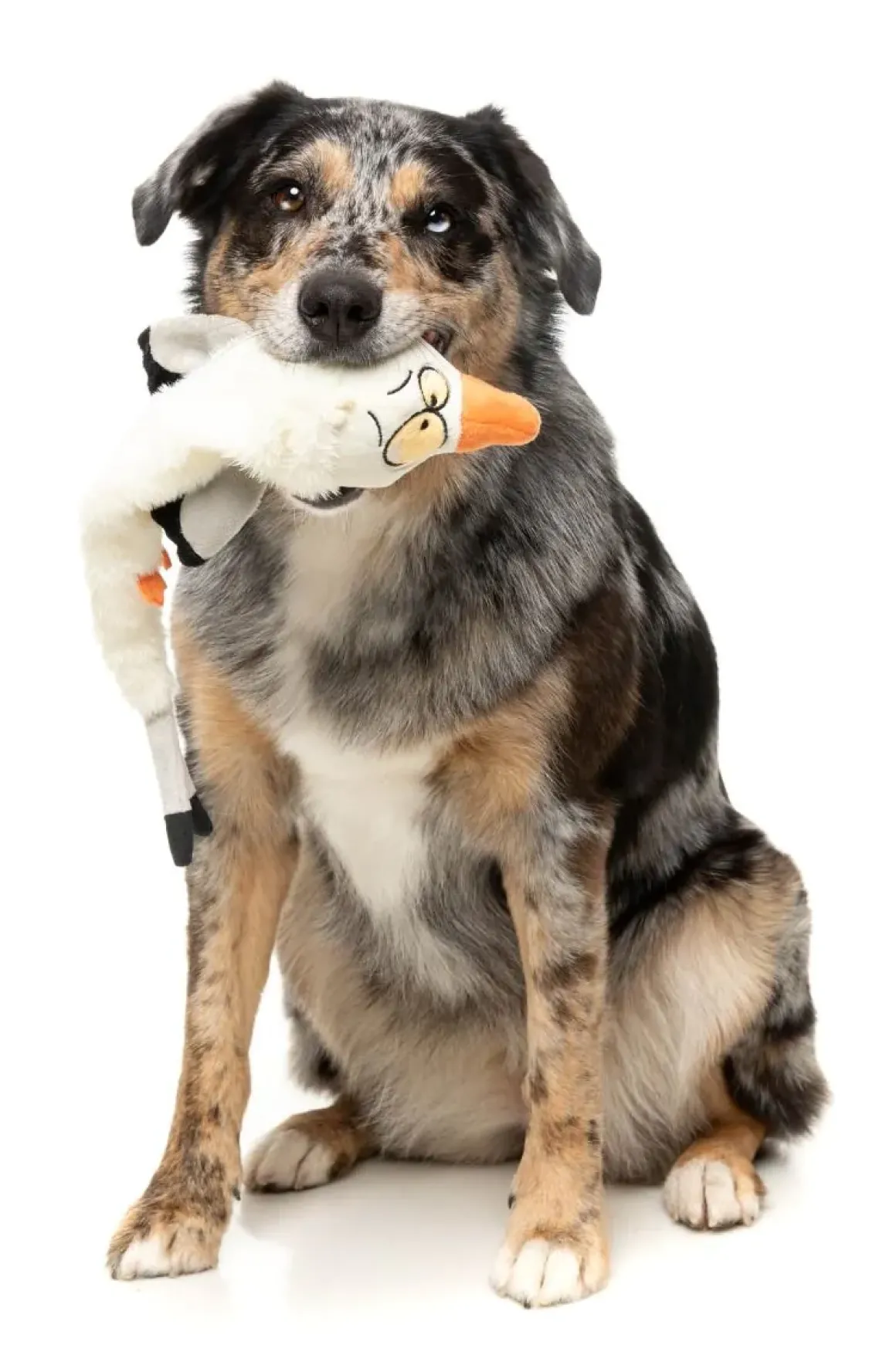 See-ya Seagull - The Yeetz - Dog Toy