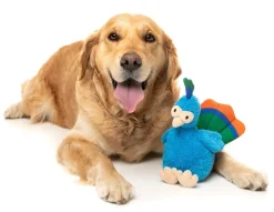 Showboat the Peacock