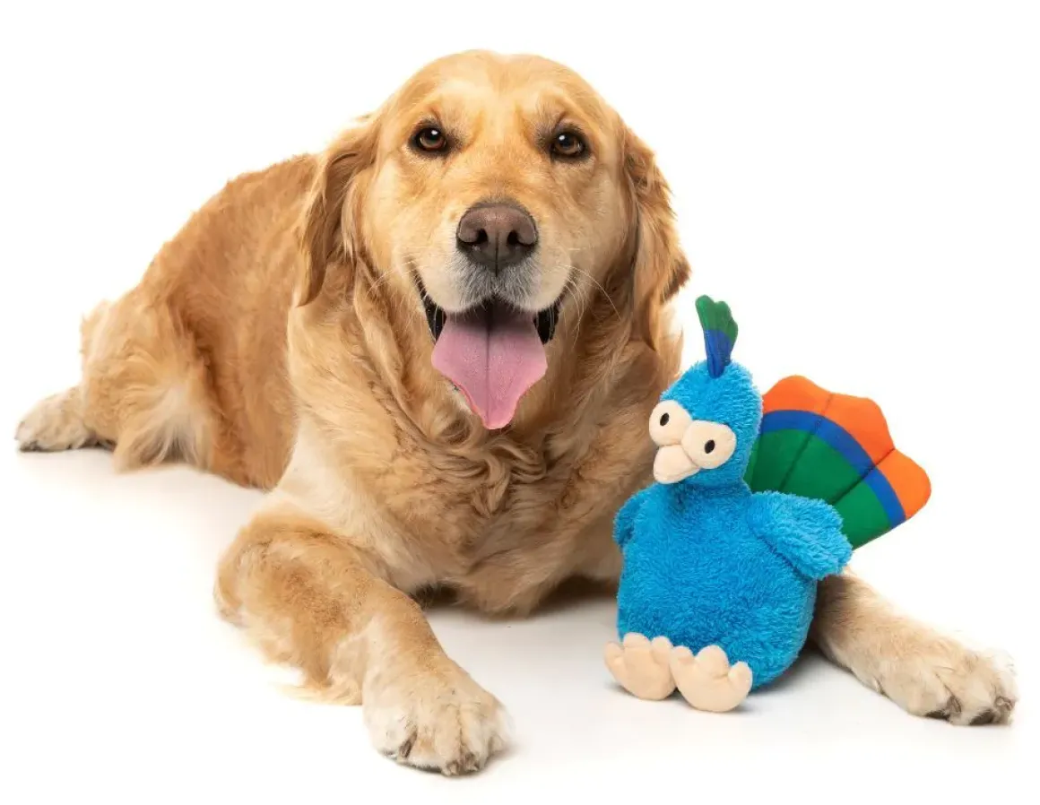 Showboat the Peacock