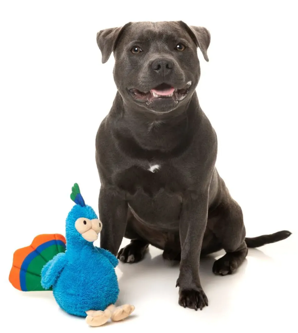 Showboat the Peacock