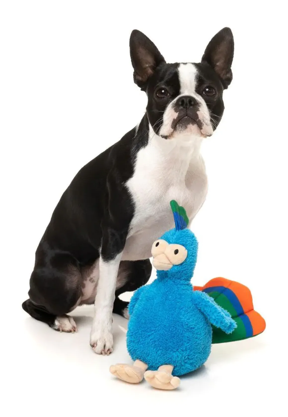 Showboat the Peacock