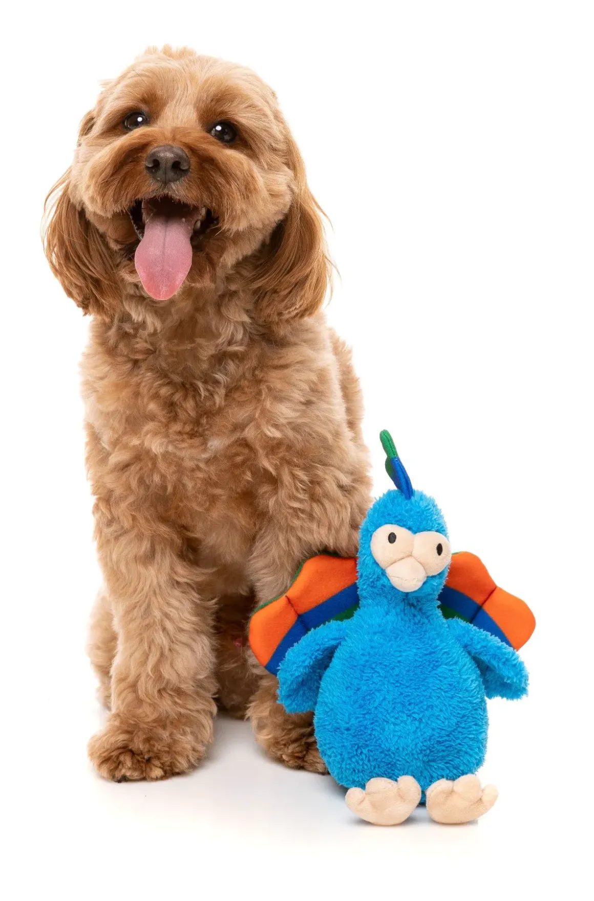 Showboat the Peacock