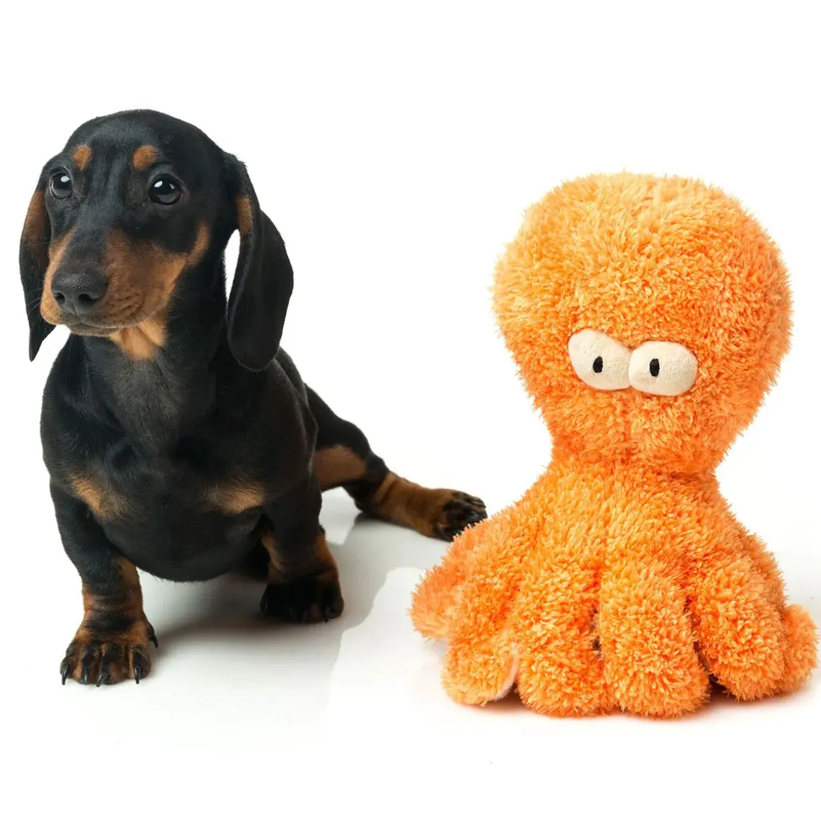 Sir Legs a Lot the Octopus