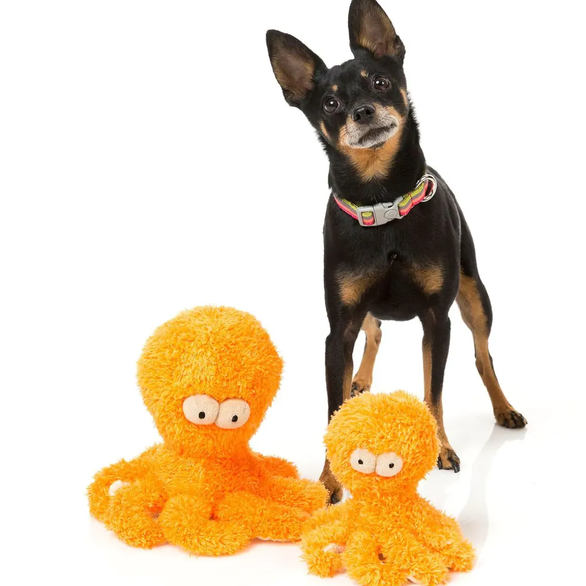 Sir Legs a Lot the Octopus