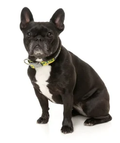 Sk8ter Gator - Dog Collar