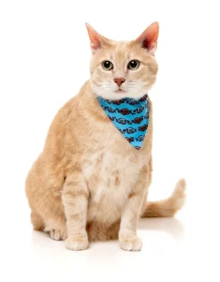 Soy Sauce Fish - Cat Fashion Pack