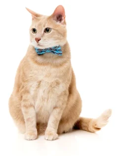 Soy Sauce Fish - Cat Fashion Pack