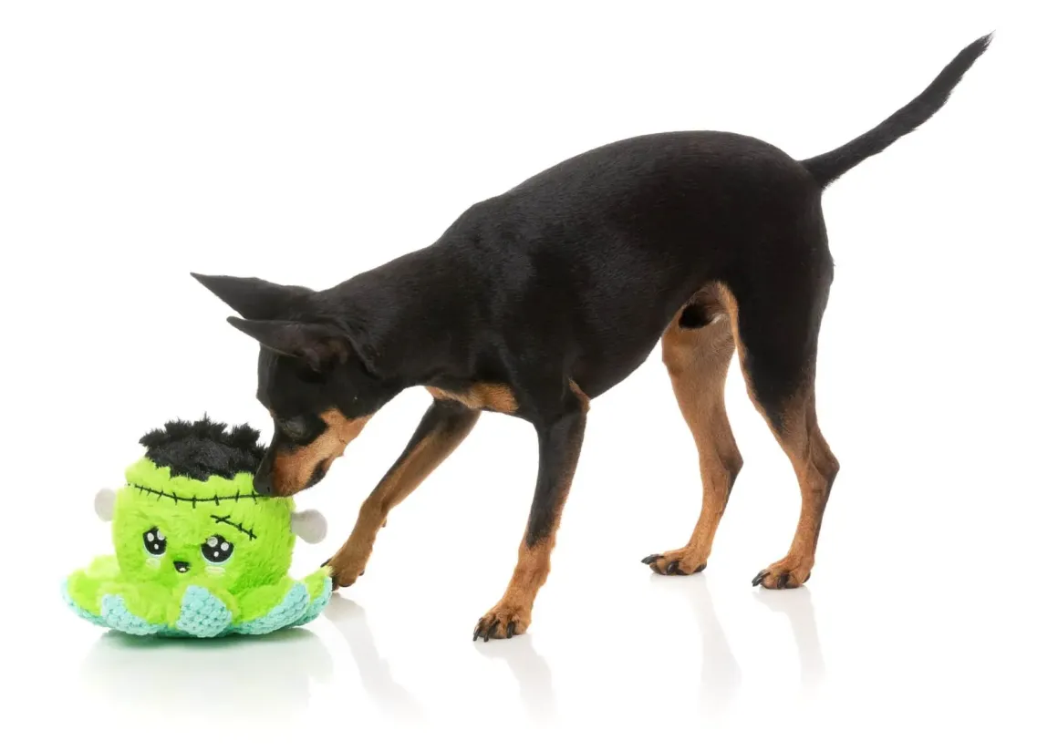 Stumpy Franken-pus - Dog Toy