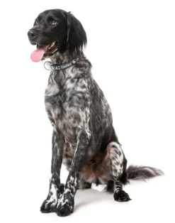 That's The Spirit - Dog Collar