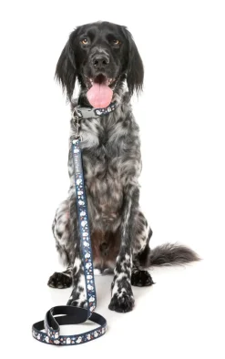 That's The Spirit - Dog Lead