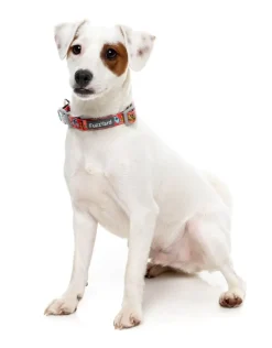 The Homies - Dog Collar